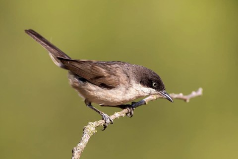 Western Orphean Warbler (Sylvia hortensis) male perched on a branch, Castile and Leon, Spain