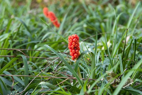 Arum (Arum italicum),  Germany