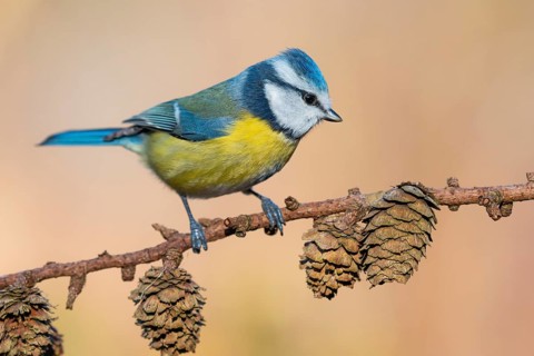 Eurasian Blue Tit (Cyanistes caeruleus) perched on a branch, Lower Saxony, Germany