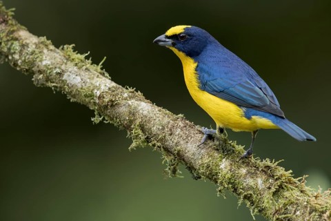 Thick-billed Euphonia (Euphonia laniirostris) perched on a branch in Panama