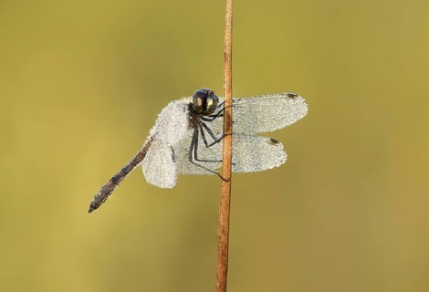 Zwarte heidelibel; Black darter; Sympetrum danae