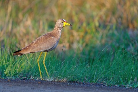 Senegal Lapwing, (Vanellus senegallus), Africa, South Africa, KwaZulu-Natal, Triele family,