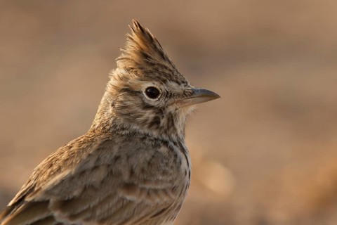 Thekla Lark (Galerida theklae), Morocco