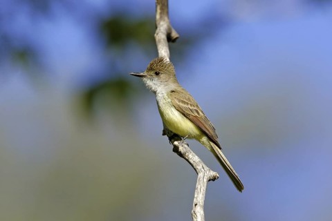 Dusky-capped Flycatcher Myiarchus tuberculifer Huachuca Mountains, Cochise County, Arizona, United