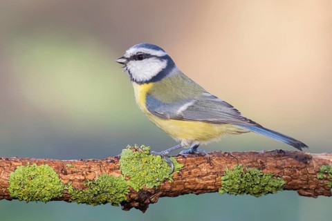 Eurasian Blue Tit (Cyanistes caeruleus) perched on a branch, Lower Saxony, Germany