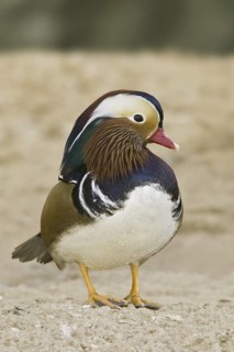 Mandarin Duck (Aix galericulata) male, Arizona, USA