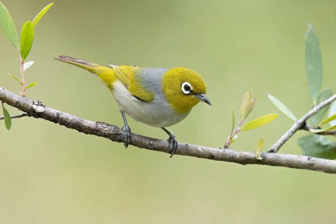 Silvereye (Zosterops lateralis) perched on a branch in eastern Australia