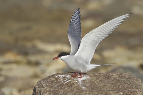 Arctic Tern (Sterna paradisaea), Manitoba, Canada
