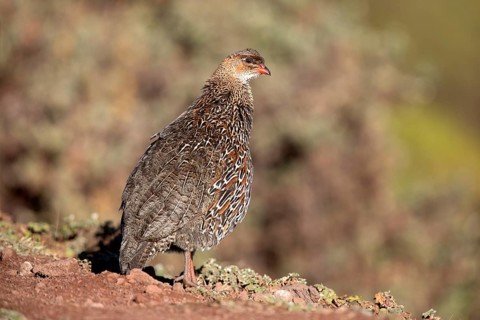 Chestnut-naped Francolin (Pternistis castaneicollis), Bale Mountains National Park, Ethiopia