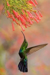 Green-throated Carib (Eulampis holosericeus) flying and feeding at a flower on the Caribbean Island