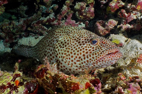 Rusty grouper (Epinephelus tauvina)