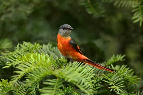 Grey-chinned Minivet (Pericrocotus solaris) male perched on a branch, Fujian, China