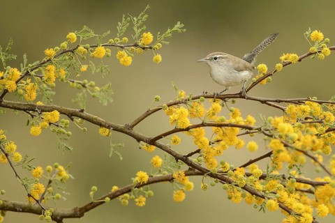 Bewick's Wren (Thryomanes bewickii), Texas, USA