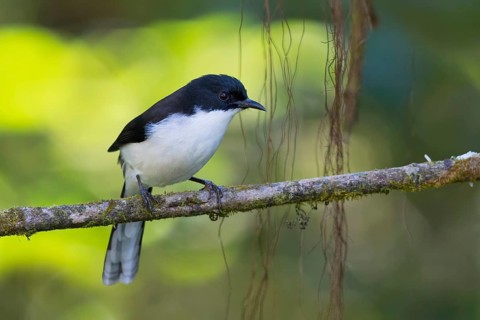 Dark-backed Sibia (Heterophasia melanoleuca), Thailand