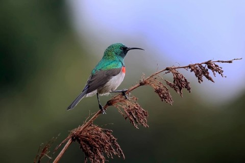 Cape Sunbird (Cinnyris chalybeus), adult, male, in perch, Kirstenbosch Botanical Gardens, Cape