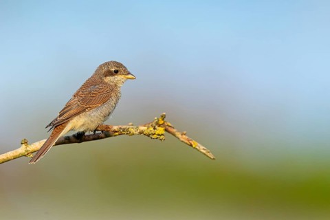 Red-backed shrike (Lanius collurio), Pie-griËche Ècorcheur, AlcaudÛn Dorsirrojo, Spider, spider,