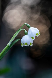 Spring snowflake (Leucojum vernum), Emsland, Lower Saxony, Germany