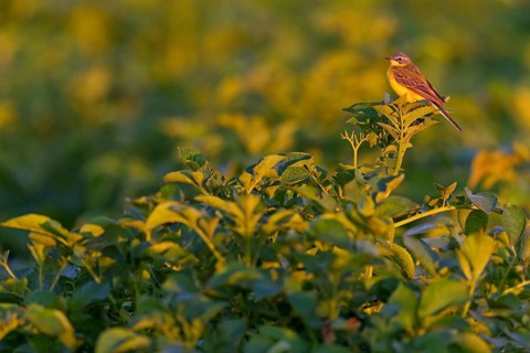 Wiesenschafstelze, Schafstelze, Blue-headed Yellow Wagtail, Motacilla flava flava, Bergeronnette