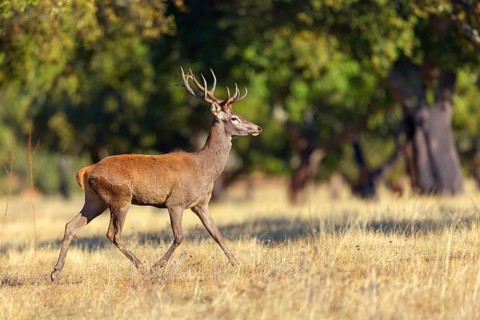 Red deer, (Cervus elaphus), biotope, habitat, forest, one, individual, animals, mammals, lateral,