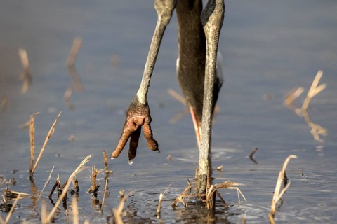 Common Crane (Grus grus) foot, Castile-La Mancha, Spain