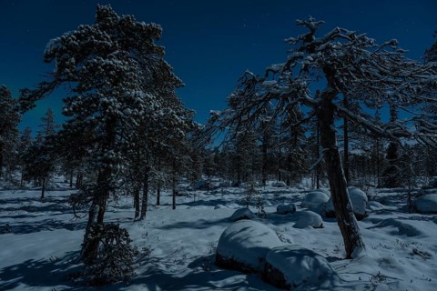 Snowy forest in moonlight, Norrbotten, Lapland, Sweden, December 2022
