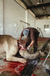 Camel slaughter (halal), Salalah slaughterhouse, Dhofar, Oman