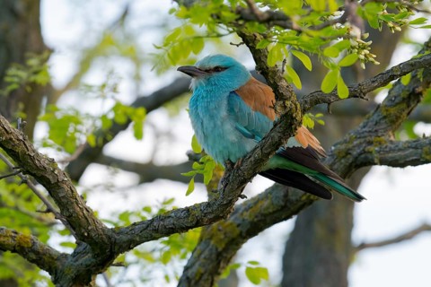 European Roller (Coracias garrulus) perched on a branch, Puszta, Hungary