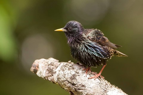 Common Starling (Sturnus vulgaris), Bavaria, Germany