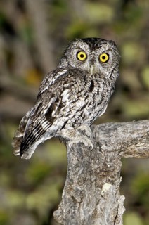 Whiskered Screech Owl (Megascops trichopsis), Arizona, USA