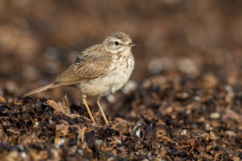 Berthelot's Pipit (Anthus berthelotii) on ground, Fuerteventura, Spain