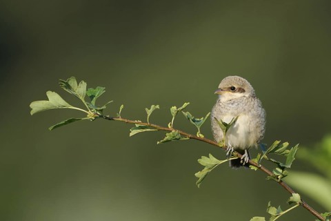 Red-backed Shrike (Lanius collurio) juvenile perched on a branch, North Rhine-Westphalia, Germany
