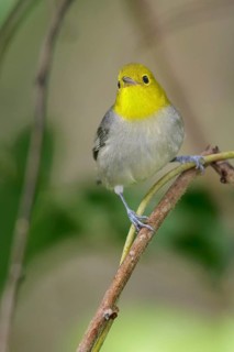 Yellow-headed Warbler (Teretistris fernandinae) perched on a branch in Cuba