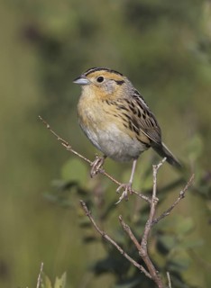 Le Conte's Sparrow (Ammodramus leconteii), North Dakota, USA