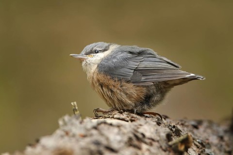 Eurasian Nuthatch (Sitta europaea) juvenile, Utrecht, Netherlands