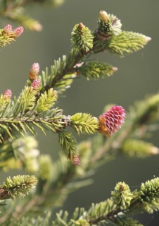 European spruce (Picea abies), inflorescence, spruce cone, North Rhine-Westphalia, Germany