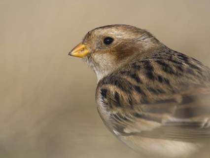 Snow Bunting (Plectrophenax nivalis), Utrecht, Netherlands