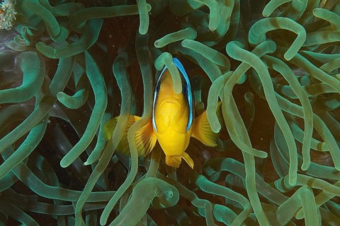 Red sea anemonefish (Amphiprion bicinctus)