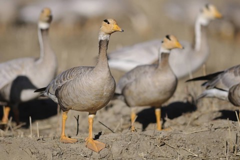 Bar-headed Goose (Anser indicus), Tibet, China