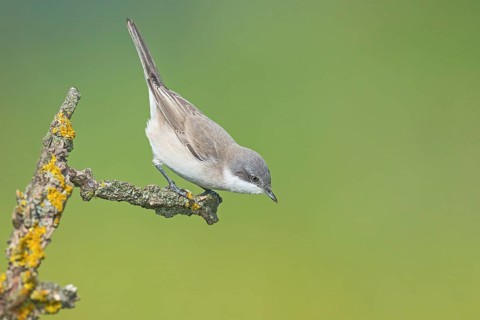 Lesser Whitethroat (Sylvia curruca) perched on lichen branch, Aosta Valley, Italy