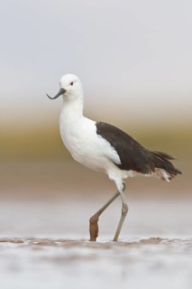 Andean Avocet (Recurvirostra andina) in a wetland in Bolivia, South America