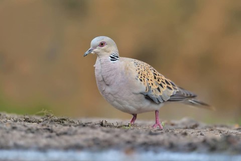 European Turtle Dove (Streptopelia turtur) on ground, Netherlands