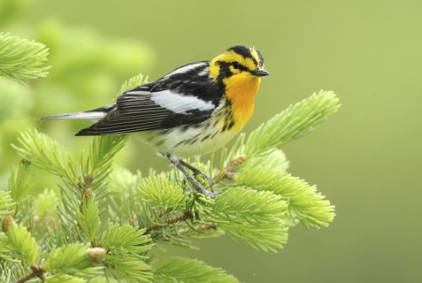 Blackburnian Warbler (Setophaga fusca), Canada