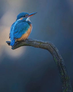 Kingfisher (Alcedo atthis) Indicator of clean watercourses, female at sunrise, perching on a