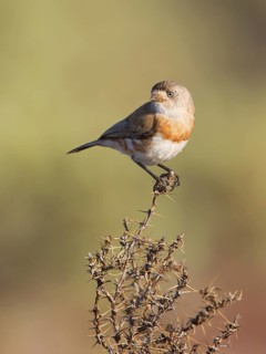 Chestnut-breasted Whiteface (Aphelocephala pectoralis), Australia