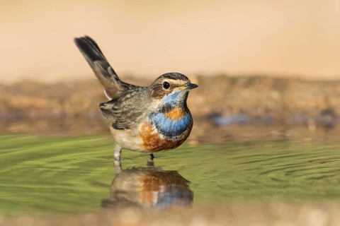 Bluethroat (Luscinia svecica svecica) male, Eilat, Israel