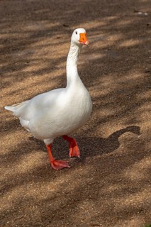 House Goose, recreation ground, Stratford-upon-Avon, Warwickshire, England, Great Britain