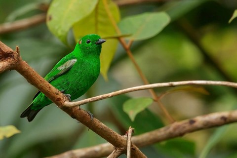 Glistening-green Tanager (Chlorochrysa phoenicotis) perched on a branch in the Andes Mountains of