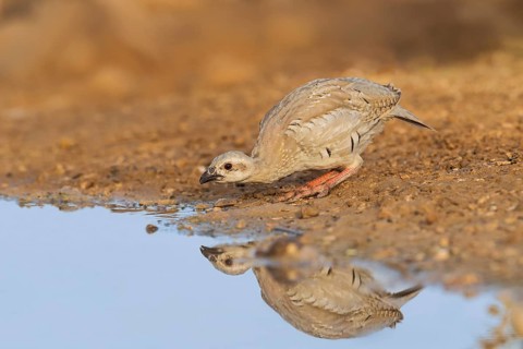 Chukar Partridge (Alectoris chukar) juvenile drinking, Negev, Israel