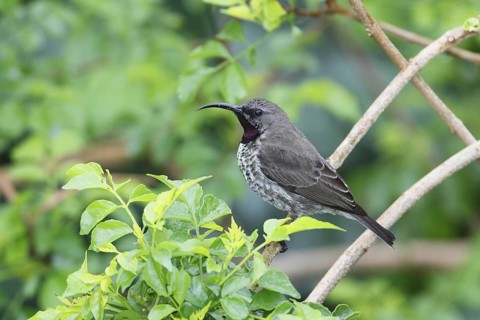 Amethyst sunbird, Chalcomitra amethystina