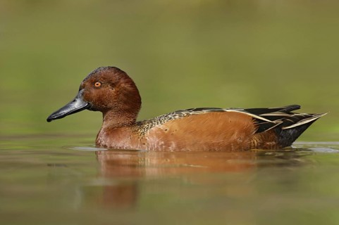 Cinnamon Teal (Spatula cyanoptera) male, Texas, USA